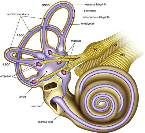 Figure 1 from Imaging of dizziness. | Semantic Scholar