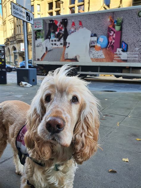 Hearing Dogs for Deaf People (@HearingDogs) / Twitter