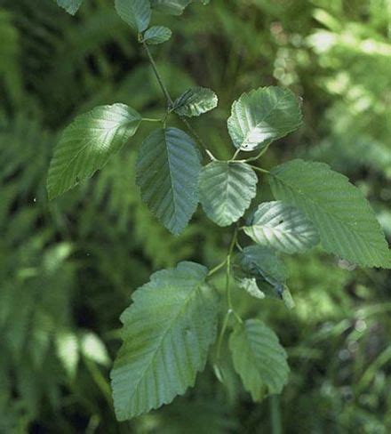 Alnus rubra - Wikipedia