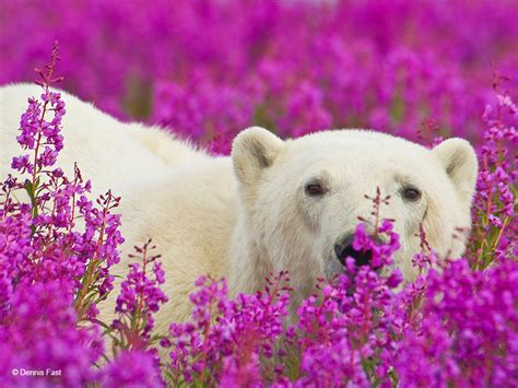 Polar Bears Playing In Flower Fields Captured by Canadian Photographer ...