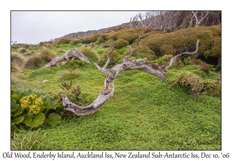 Enderby Island, Auckland Islands, New Zealand Sub-Antarctic Islands - Slideshow :: Underwater ...