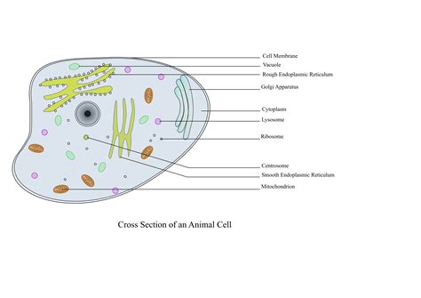 0 Result Images of Animal Cell Diagram Png - PNG Image Collection