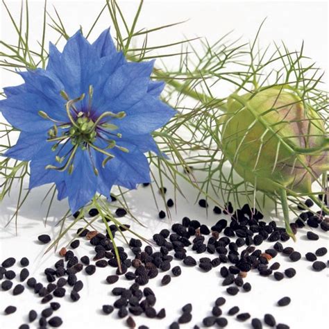 Black Caraway, Black Cumin Seeds (Nigella sativa) - Price €2.15