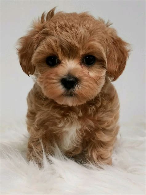 Designer and mix puppies, morkies, maltipoos, red maltipoos, Yorkshire ...