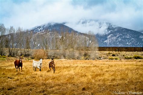 Horses running in Colorado | Horses, Natural landmarks, Show horse