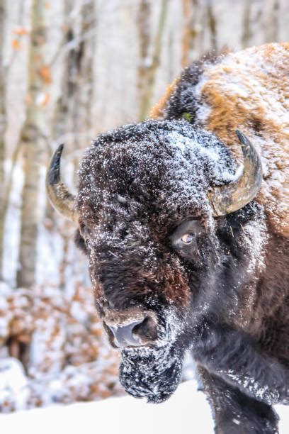 Bison Snow Storm Stock Photos, Pictures & Royalty-Free Images - iStock