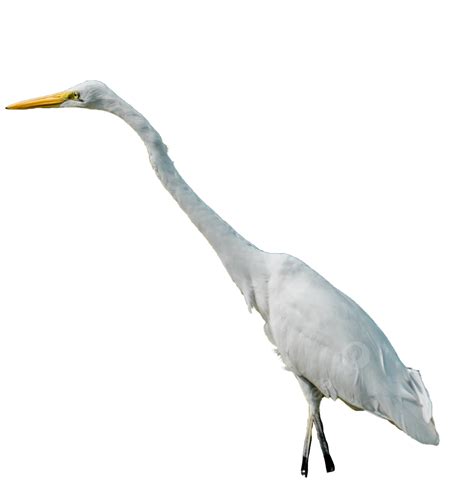 Crane Bird Clipart Transparent PNG Hd, White Crane Bird Birds, White Crane, Birds, Bird PNG ...