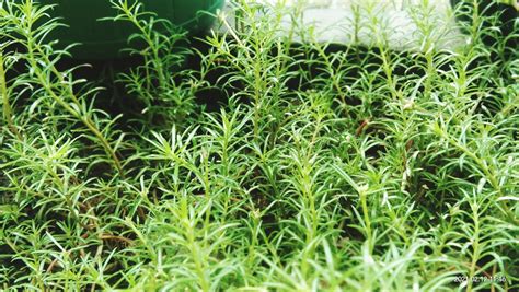 How To Propagate Rosemary: Turn One Plant Into Dozens | Garden