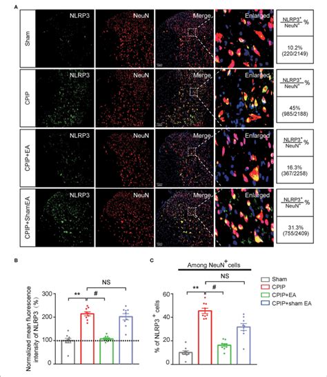 | EA intervention attenuates NLRP3 overexpression in spinal cord dorsal... | Download Scientific ...