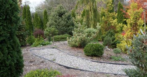 How to Design a Conifer Garden | American Conifer Society