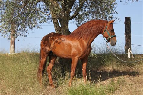 What Is The Andalusian Breed? Facts, History, & More – Insider Horse – Latest & Greatest Horse ...