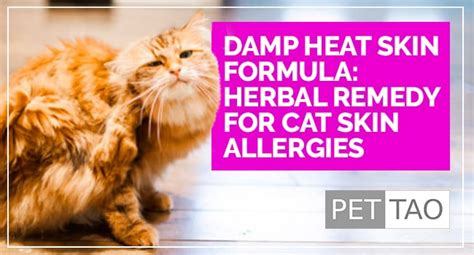 Cat Skin Allergies: How to Identify and Treat Symptoms