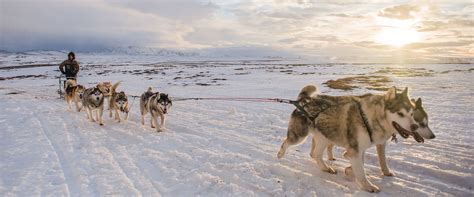 Dogsledding Iceland | Once in a lifetime experience | Reizen