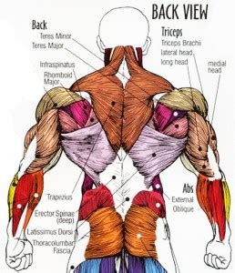 Latihan Membentuk Otot Punggung Terbaik | Mulia Fitness