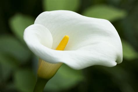 Calla Lily | Shutterbug