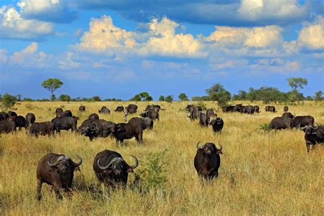 Big Buffalo herd stock photo. Image of animals, oxpecker - 49182924