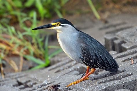 Striated Heron (Terrestrial Wildlife of Seychelles) · iNaturalist