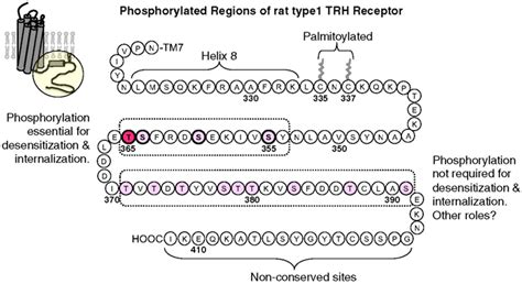 Thyrotropin -releasing hormone