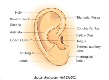 External Ear Diagram Labeled