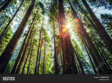 Forest Sunrise Misty Image & Photo (Free Trial) | Bigstock