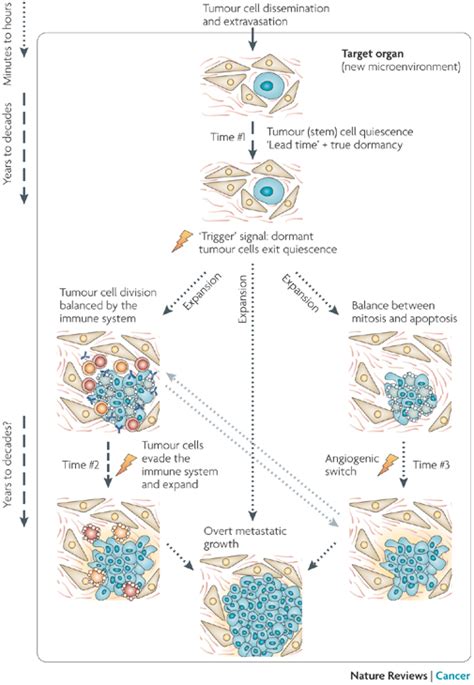 How fast a tumor grows depend on how quickly the cancer cells can ...