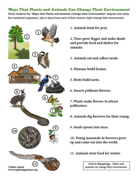 Ways That Plants and Animals Can Change Their Environment - Diagrams