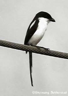 The Common Fiscal is a member of the shrike family. Even if the bird is not so large it hunts ...