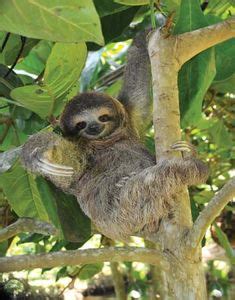 sloth | Definition, Habitat, Diet, & Facts | Britannica.com