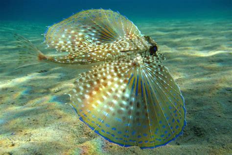 8 Unexpectedly Beautiful Sea Creatures