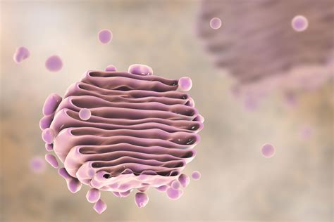 Role of Golgi Apparatus & Endoplasmic Reticulum in Protein Synthesis ...