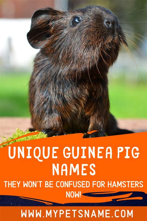 Pin on Guinea Pig Names