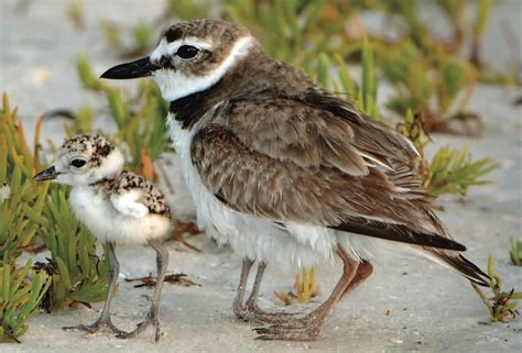 Tips for Sharing the Shore with Shorebirds – BirdsCaribbean