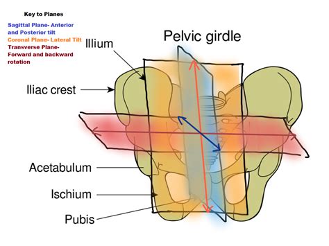 Muscles Of Pelvic Girdle