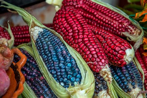 Small Farmers in Mexico Keep Corn's Genetic Diversity Alive ...