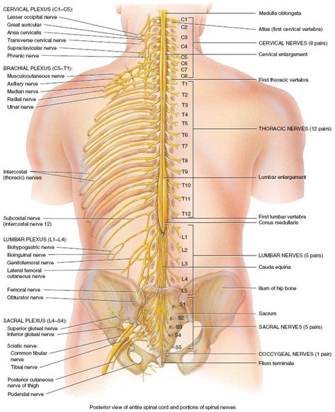 Spinal Nerves Anatomy, Nerve Anatomy, Muscle Anatomy, Body Anatomy ...