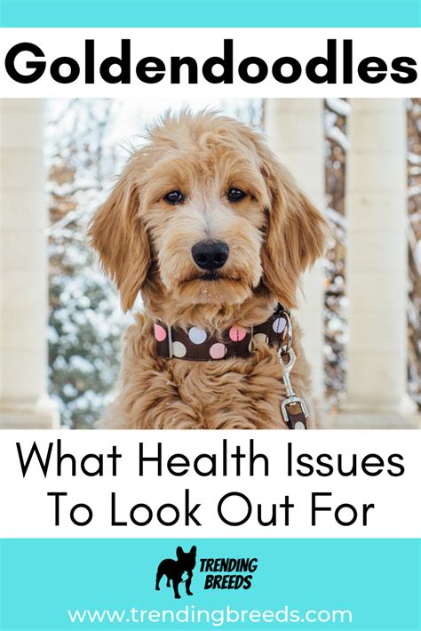 Goldendoodle Health Issues - What to look out for | Goldendoodle, Goldendoodle grooming ...