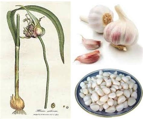 Garlic for Dogs - Health Benefits, Use, Dosage - Ottawa Dog Training ...