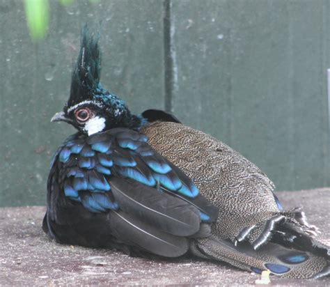 Palawan peacock-pheasant - ZooChat