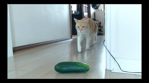 Cats react to Cucumber (Part 2) - YouTube