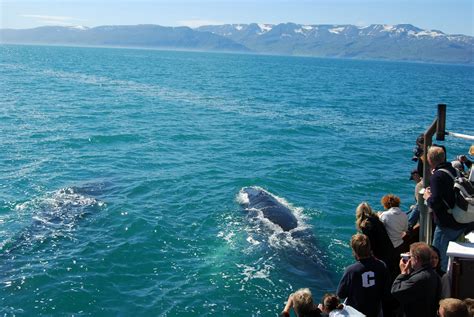 Whale Watching Tour Off Reykjavik's Faxafloi Bay