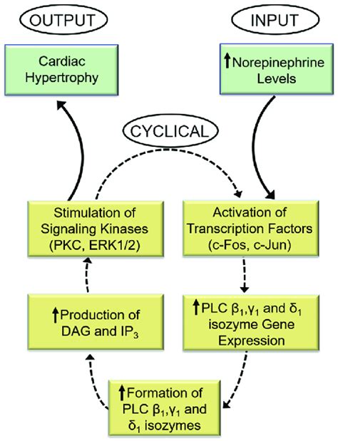 Role of phospholipase C in the perpetuation of cardiomyocyte growth... | Download Scientific Diagram