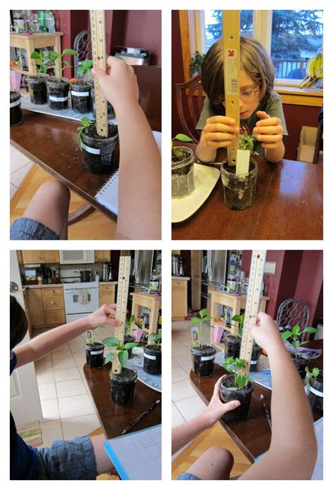 Experiments for Kids | Effecting Plant Growth | Plant science, Plants science project, Science ...