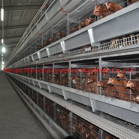 30000bird Chicken Layer Poultry Chicken Cage Systems with Automatic Manure Removal Equipment ...
