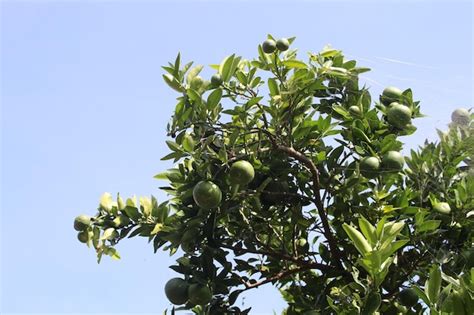 Premium Photo | Orange fruit that is still green on the orange tree ...