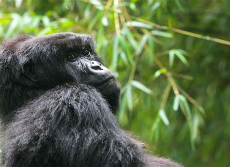 Mountain Gorilla Trekking: What to Expect and How to Prepare ...