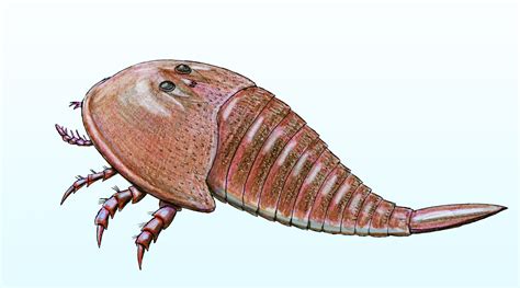 New Species of Giant Sea Scorpion Unearthed in New Mexico | Sci.News