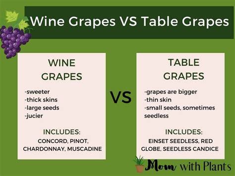 Learn all about which grapes you should plant and grow. | growing ...