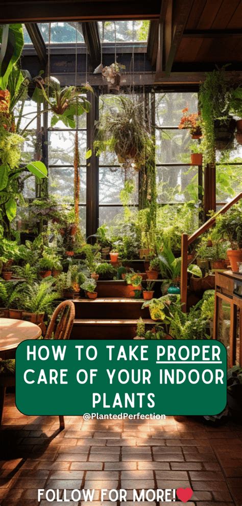 Urban Jungle: How to Care for Indoor Plants and Create an Indoor Oasis | Indoor plant care ...