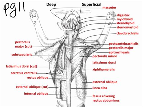 thumb-00015-152C7A8C9876130E779.png (640×480) | Anatomie, Dieren