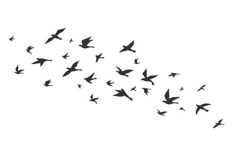 Flying bird. Free birds flock in flight black silhouettes. T